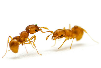 Wasmannia sulcaticeps
