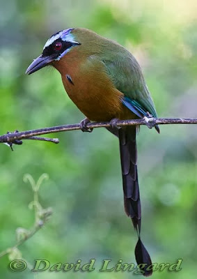 Burgo Momotus momota