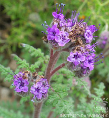 Putina (Phacelia pinnatifida)