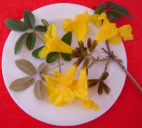 Lapacho amarillo Handroanthus lapacho