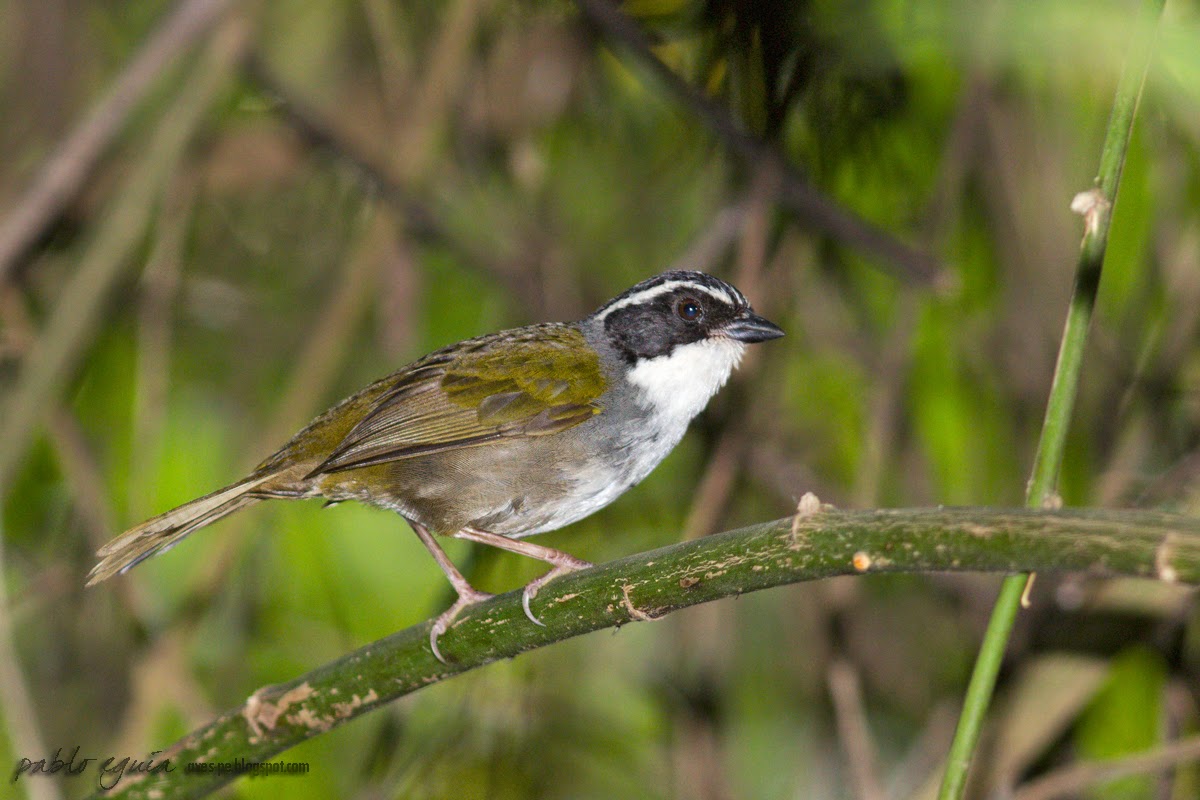 Cerquero vientre blanco, Arremon torquatus