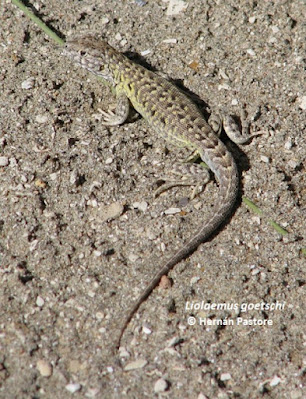 Lagartija de Goetsch (Liolaemus goetschi)