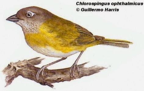 Frutero yungeño, Chlorospingus flavopectus