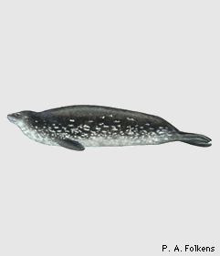 Foca de Weddell Foca de Weddell Leptonychotes weddelli