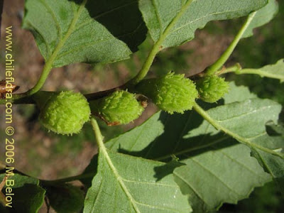 roble pellin