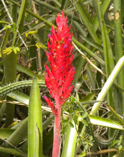 Caraguatá Aechmea disticantha
