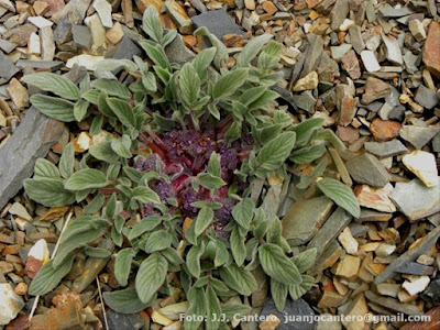 Borraja falsa (Phacelia secunda)