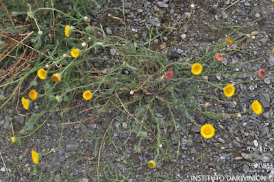 flora de los Altos Andes