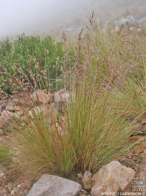 Festuca ortophylla