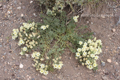 flora de los andes