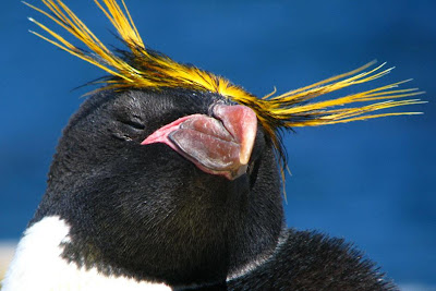 Macaroni Penguin