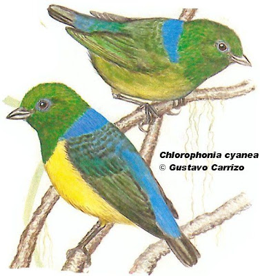Tangará bonito Chlorophonia cyanea