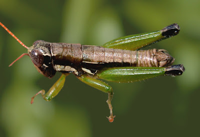 orthoptera en Argentina