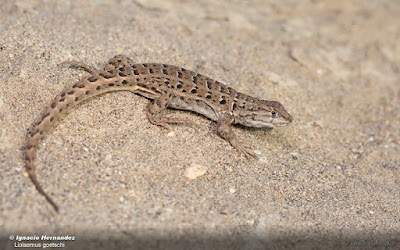 Lagartija de Goetsch (Liolaemus goetschi)