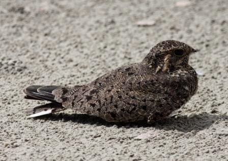 Nacunda Nighthawk