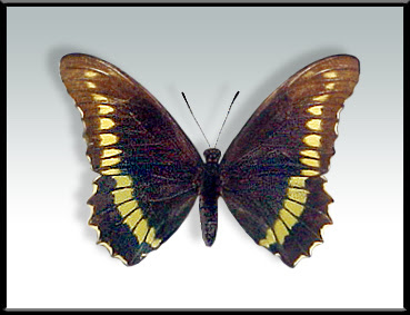Mariposa borde de oro Battus polydama