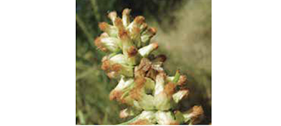 Carquejilla (Baccharis phyteumoides)