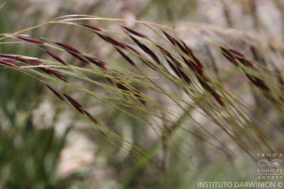 Nassella poeppigiana