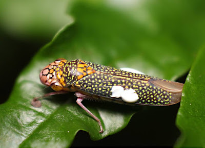 Chicharrita (Molomea lineiceps)