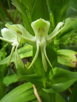orquideas argentinas