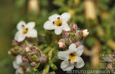 Tomillo de campo (Acantholippia seriphioides)