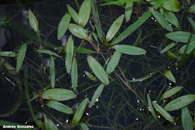 Potamogeton spirilliformis