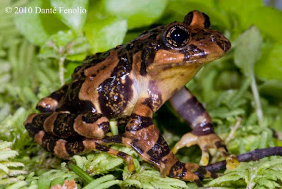 Rana grácil (Batrachyla antartandica)
