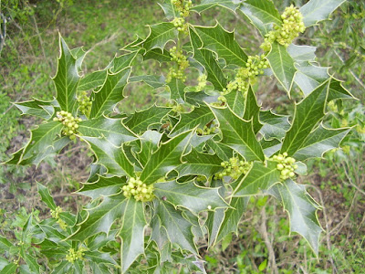 flora del delta