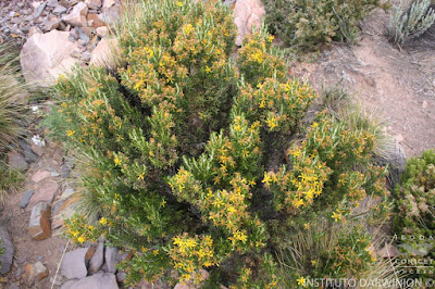 flora de la puna