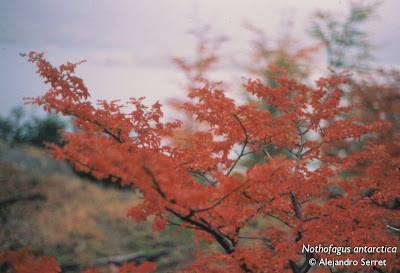árboles del sur argentino Ñire Nothofagus antarctica