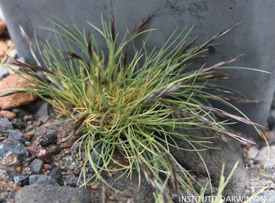 Pasto vicuña (Pappostipa frigida)