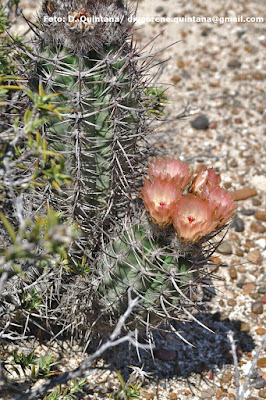Austrocactus bertinii