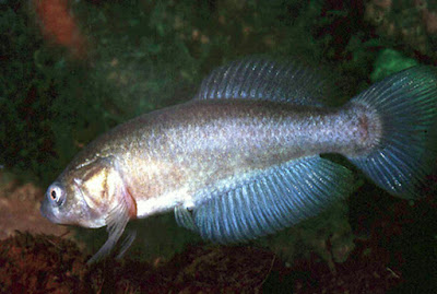 Austrolebias nonoiulensis