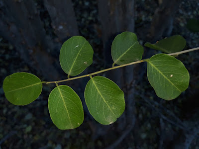 Duraznillo (Salta triflora)