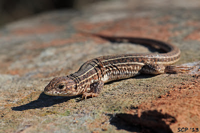 Cnemidophorus lacertoides