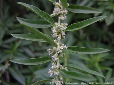 Té de burro (Aloysia polystachya)
