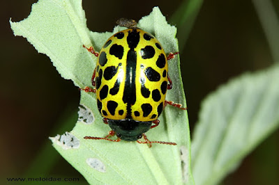 Mariquita leopardo (Caligrapha polyspila)