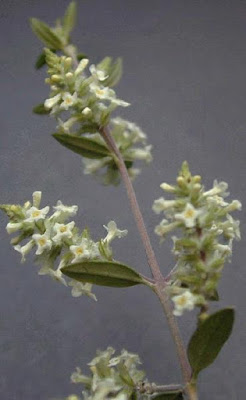 Aloysia gratissima