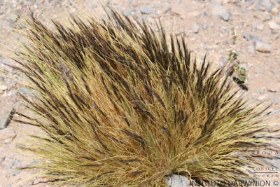 Pasto vicuña (Pappostipa frigida)