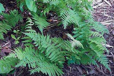 Thelypteris decurtata