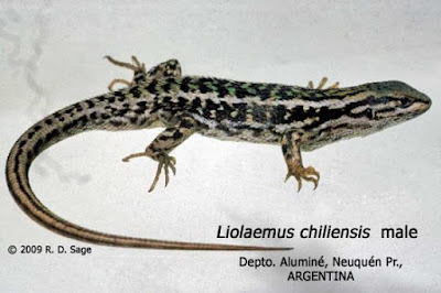 Liolaemus chiliensis