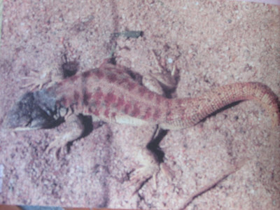 Lagartija del Aconquija Lagartija del Aconquija Liolaemus huacahuascicus