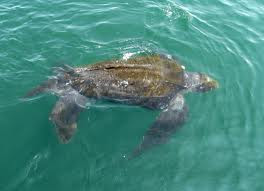 Dermochelys coriacea tortugas marinas en argentina Tortuga laúd Dermochelys coriacea