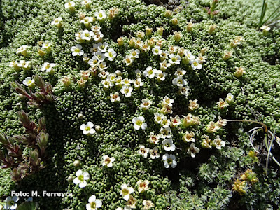 Lithodraba mendocinensis