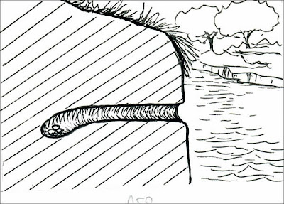 Martín pescador grande Megaceryle torquata