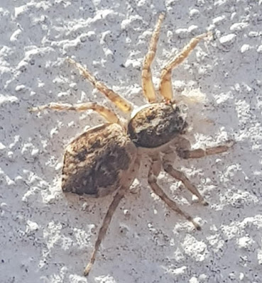 Araña saltarina (Menemerus semilimbatus)