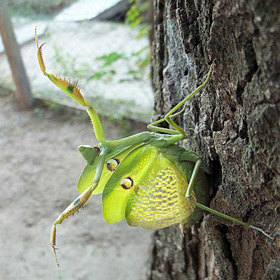 Mantis verde (Stagmatoptera hyaloptera)