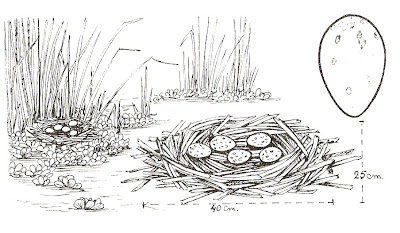 Carau Aramus guarauna