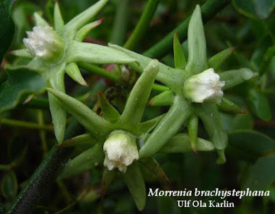 flore de Doca