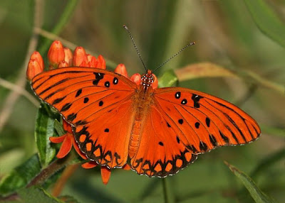 Mariposa espejitos Agraulis vanillae